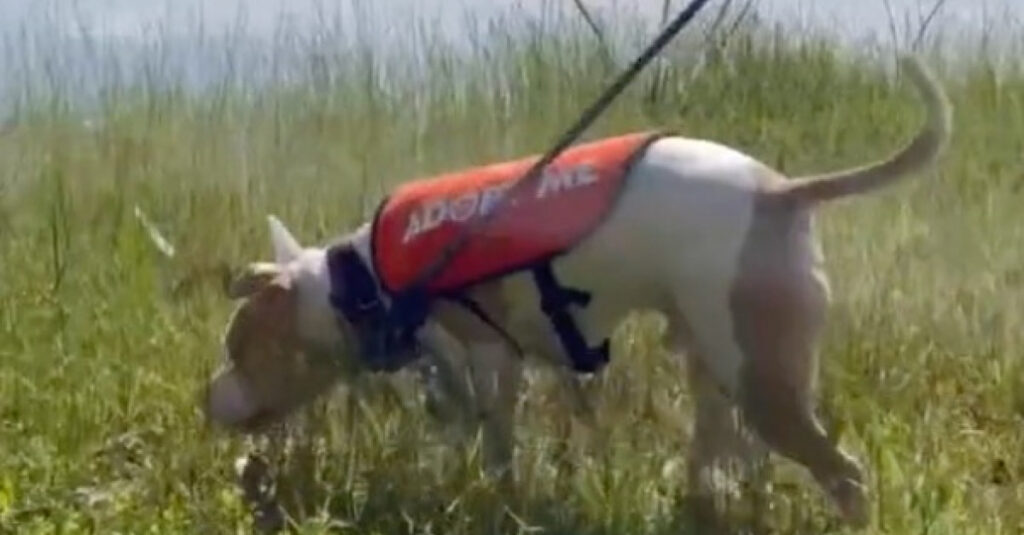 Vidéo : ce chien en train de dépérir au refuge est transformé après une visite au parc