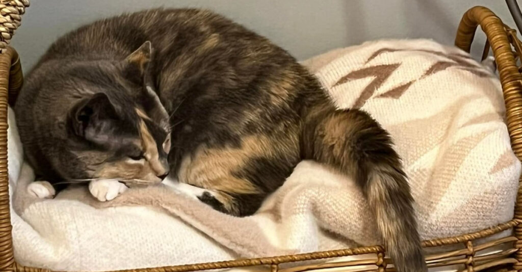 « Vidéo choquante : cette chatte calico abandonnée par ses propriétaires après avoir été trop affectueuse pendant la pandémie »