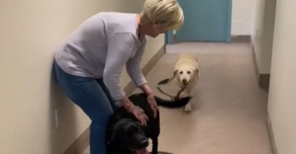 Vidéo émouvante : 2 Labrador âgés ne peuvent contenir leur excitation en quittant le refuge pour leur nouvelle maison !