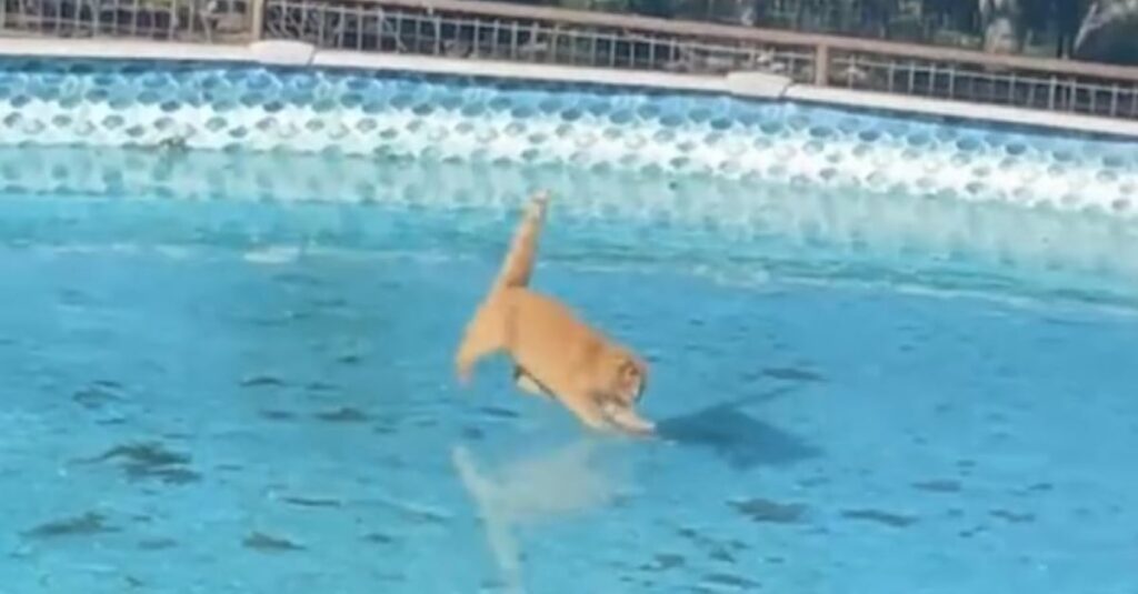 Vidéo hilarante : chat roux glisse sur une piscine gelée ! Vous n’allez pas en croire vos yeux !