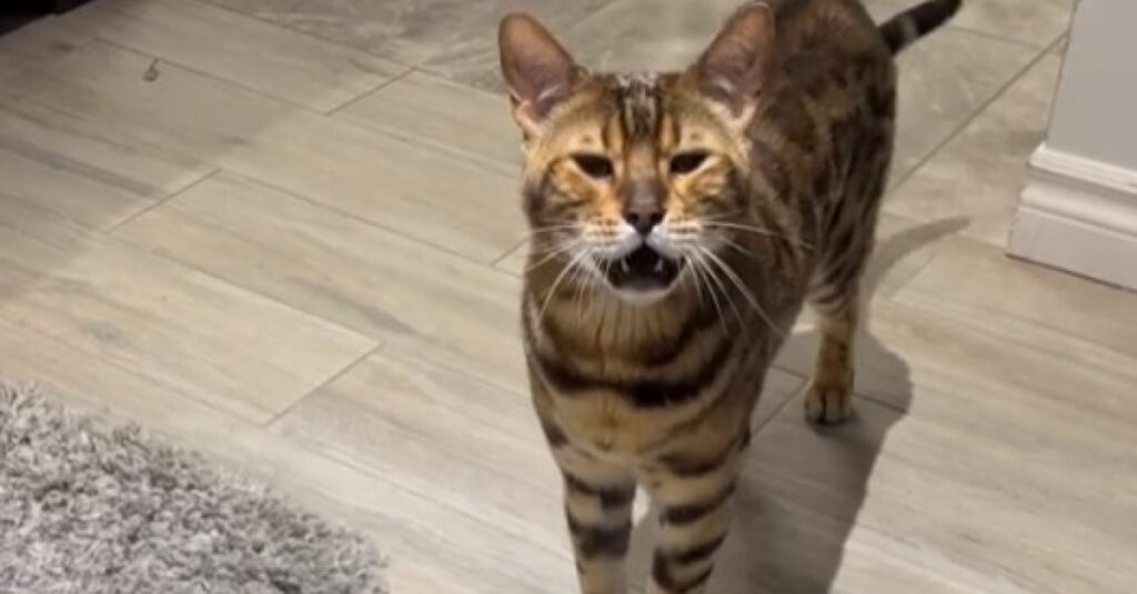 Vidéo hilarante d’un chat qui ordonne à sa maîtresse d’aller se coucher – incroyable!