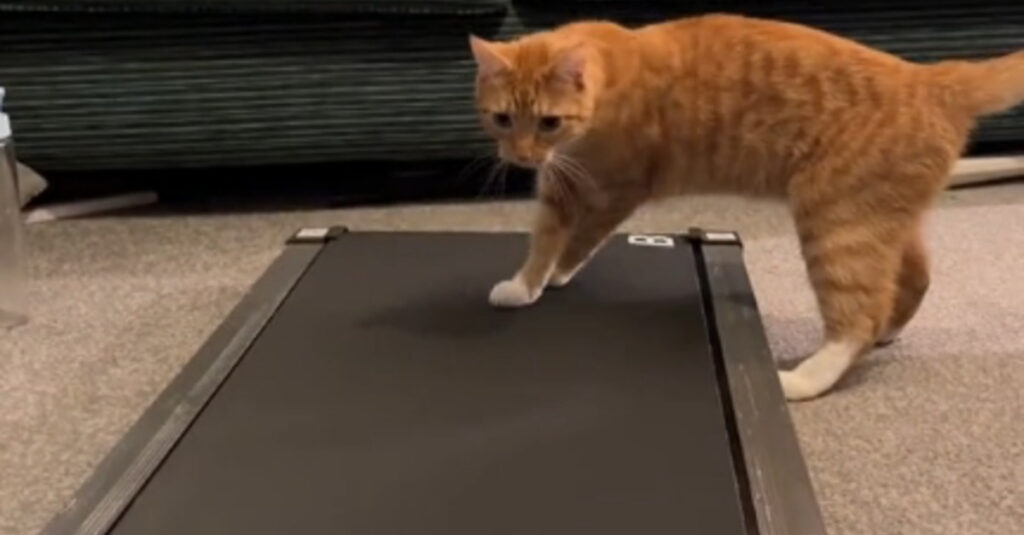 Vidéo virale : Regardez ce chat tenter de dompter un tapis de course, le résultat est hilarant !