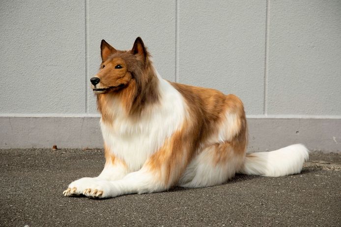 Maltraitée puis oubliée, une chienne trouve enfin un foyer aimant