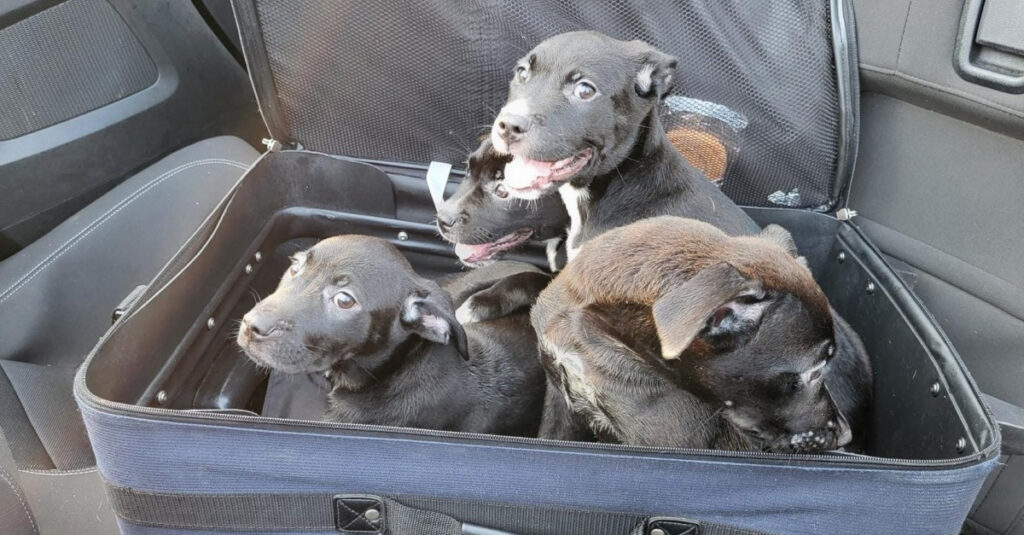 4 chiots abandonnés dans une valise en mouvement : la réaction incroyable d’un homme au volant