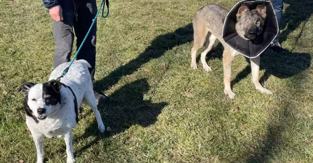 Adoption imminente : quand un chien aveugle trouve un soutien inattendu