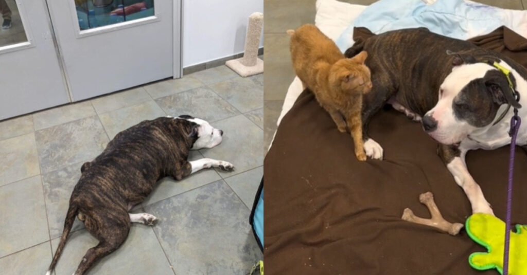 Animaux refuge consolent chien 12 ans abandonné (vidéo)