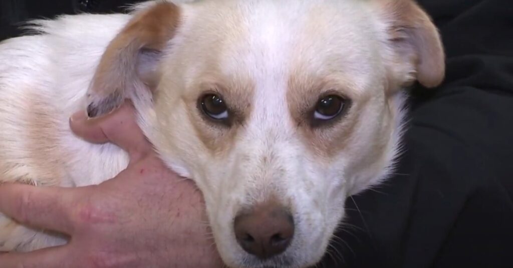 Appel à témoin : Que s’est-il passé pour ce chien blessé par une arme de chasse ? 🚨