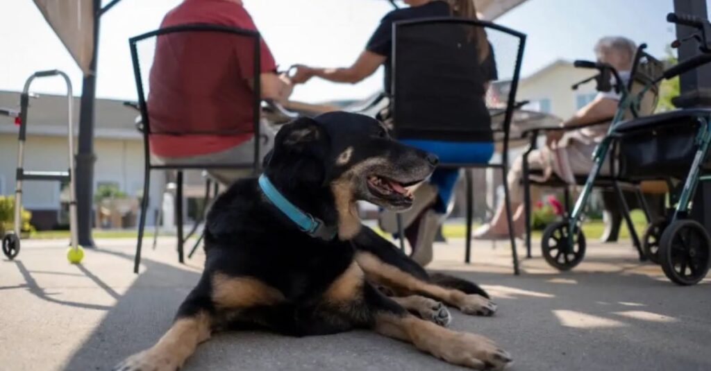 CHIEN EVADE REFUGE 3 FOIS POUR REJOINDRE MAISON DE RETRAITE : VOICI CE QU’ILS ONT COMPRIS