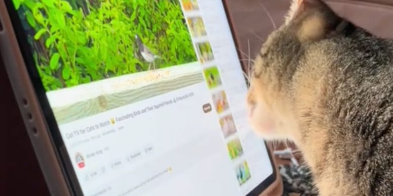 CHOC : Un chat surprenant utilise une tablette avec une astuce étonnante, résultat inattendu !