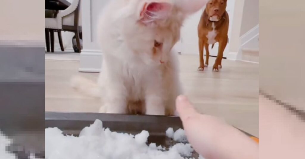 Chat découvre la neige : sa réaction inattendue va vous surprendre (vidéo)