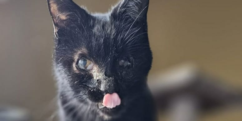Chat miraculé retrouvé mourant dans la rue : sa transformation va vous bouleverser !