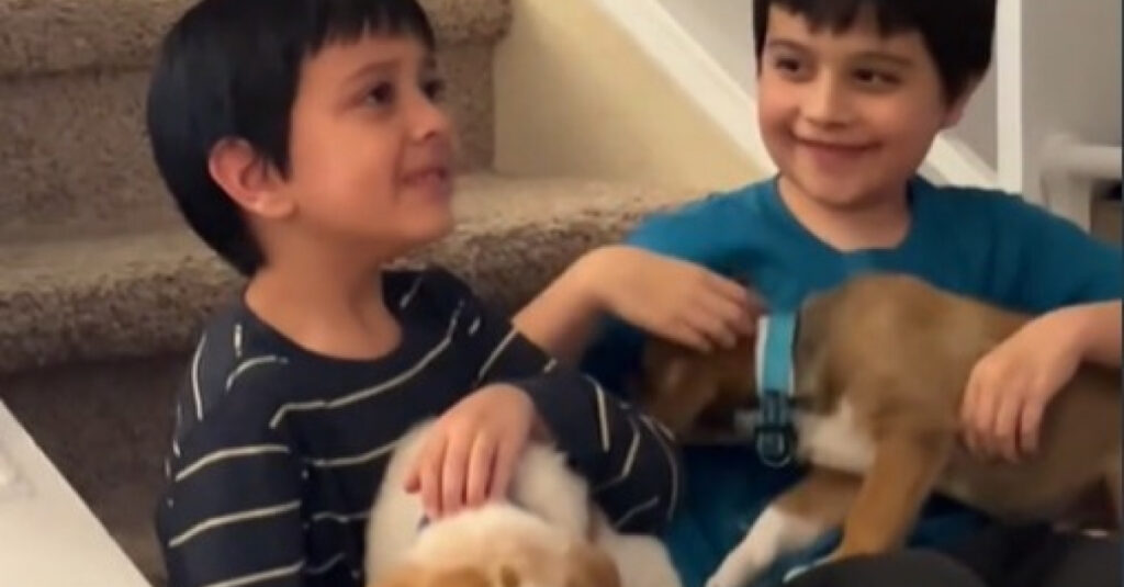 Chiens adoptés par des enfants : leur réaction émouvante capturée en vidéo!