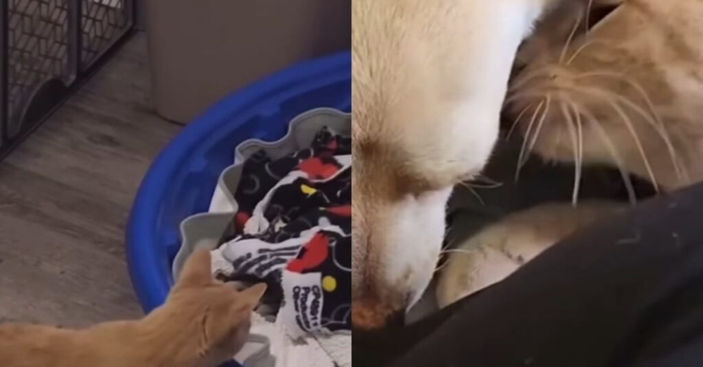 Chihuahua enceinte sauvée par un chat handicapé – Regardez la vidéo !