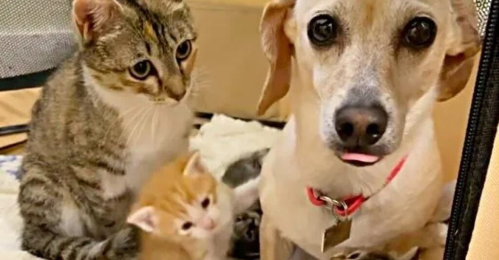 Confiance inespérée : une chatte gestante se lie uniquement à la chienne de sa famille d’accueil