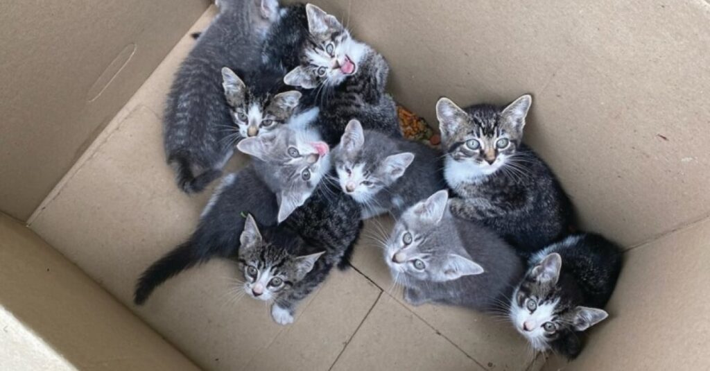 Dévoilé : Un employé découvre un carton rempli de chatons grâce à des miaulements ! 🐱💼