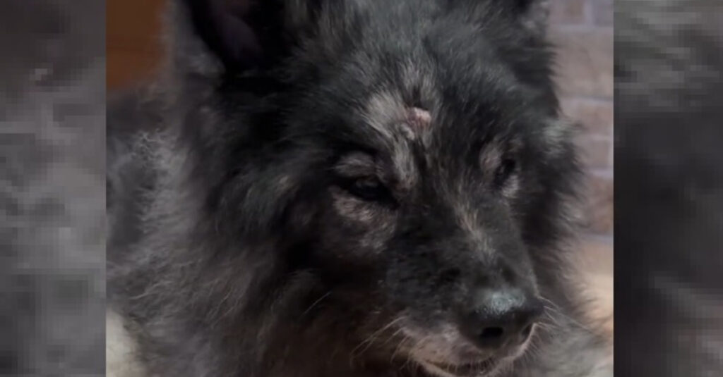 Émouvante vidéo d’une chienne pleurant la perte de sa fille