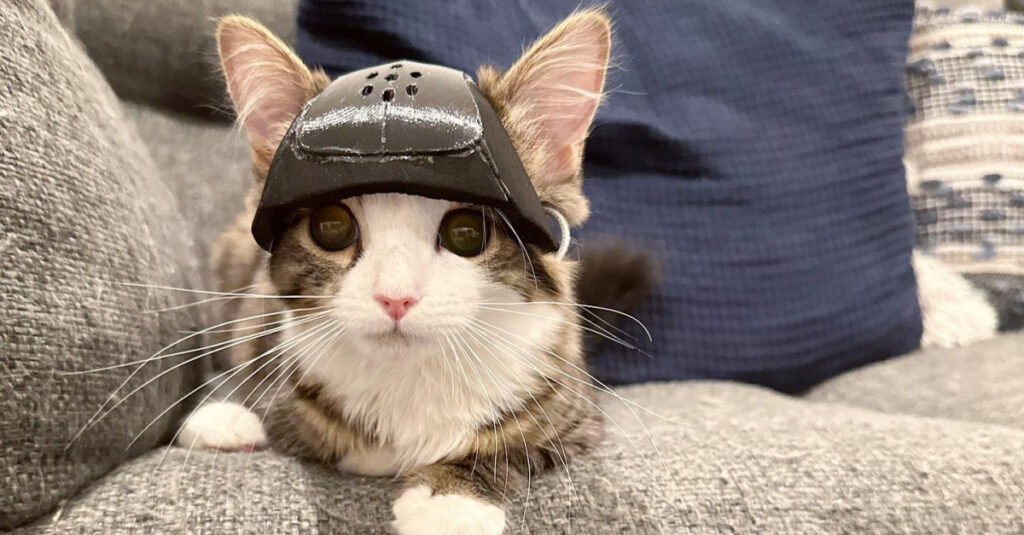 Gros succès : un chat fragilisé épargné du casque grâce à une opération du cerveau