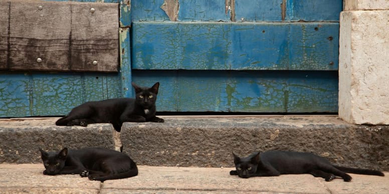 Incroyable : Ces trois chats aveugles ont trouvé un moyen ingénieux pour demander de l’aide (vidéo)