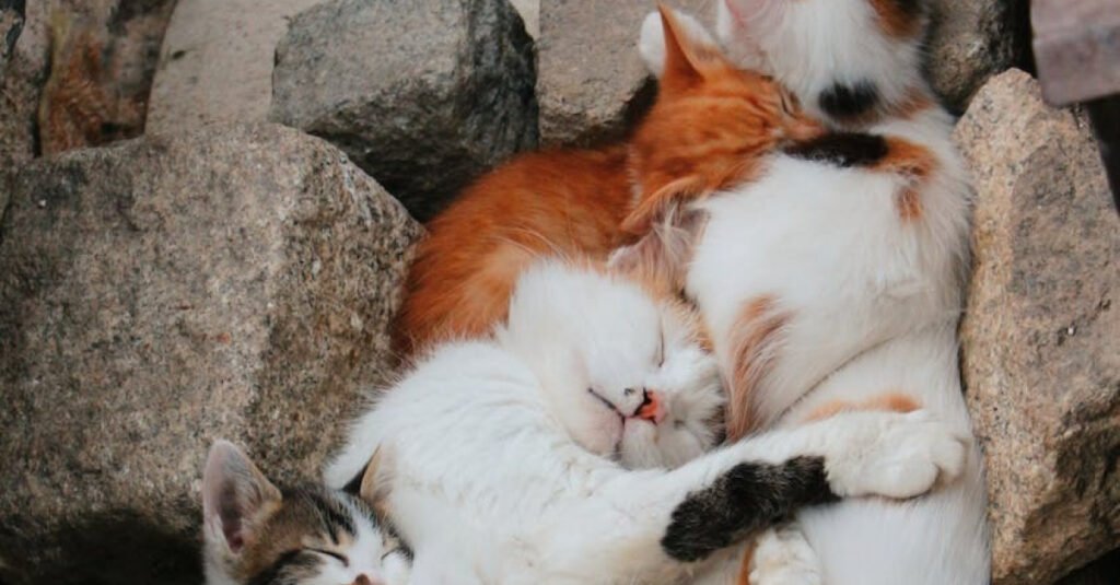Incroyable ! Une maman chat retrouve ses chatons au refuge quelques jours après leur disparition 😱🐱