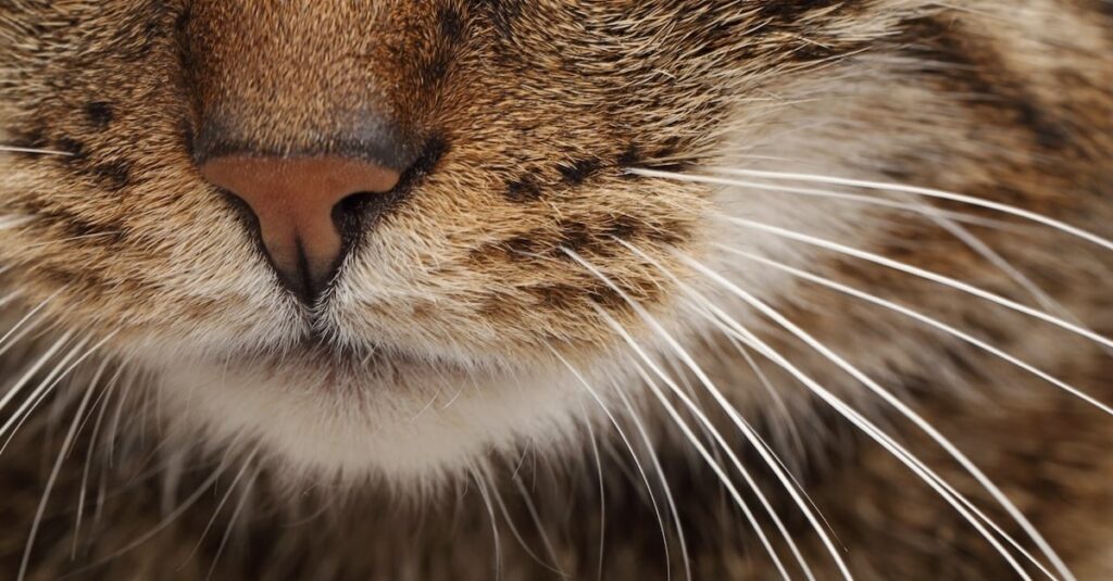 Les secrets incroyables des moustaches de chat révélés en 10 points!