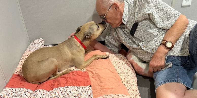 Miracle : Une chienne traumatisée reçoit une visite inattendue et sa transformation est incroyable !