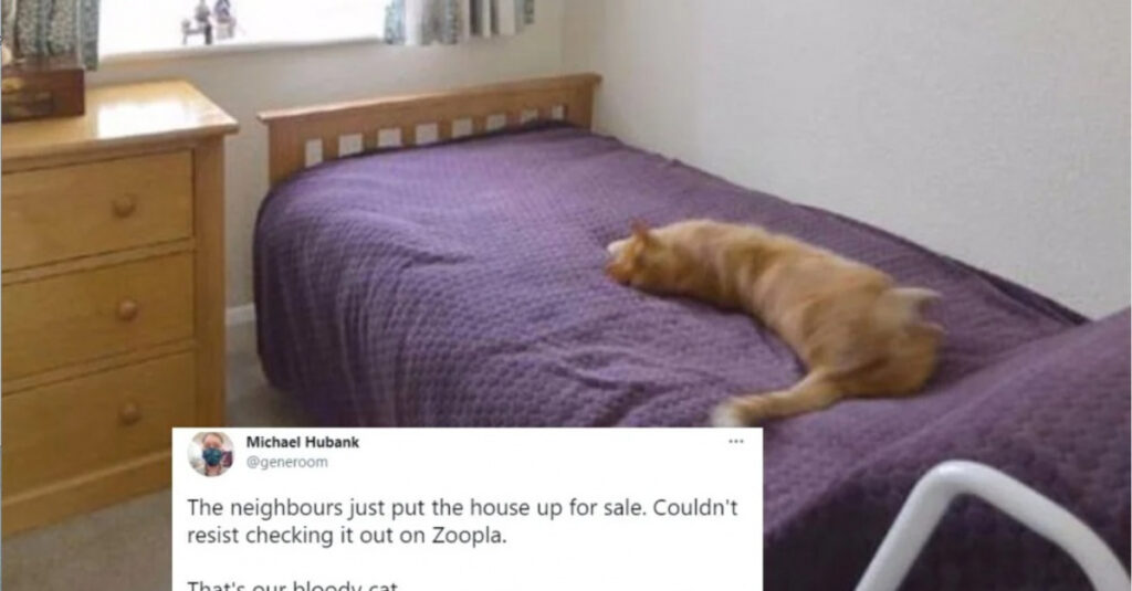 Photos insolites : Un homme reconnaît son chat sur une annonce immobilière ! 🐱📸
