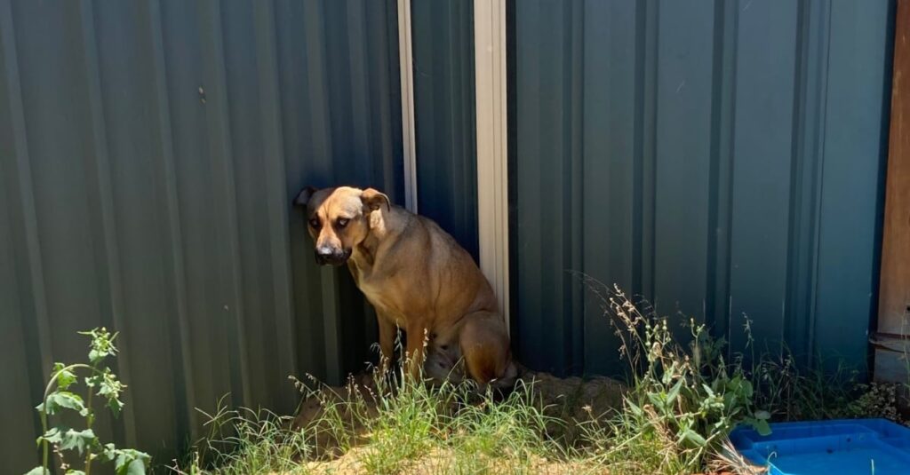 Piégé sans eau ni nourriture : le sauvetage in extremis de ce chien abandonné