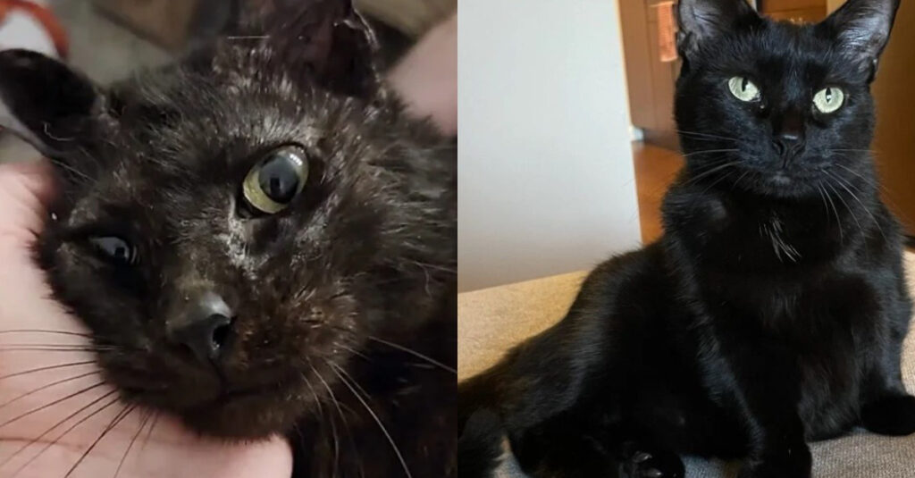 Regardez la transformation de cette chatte en un an!
