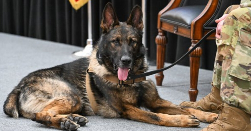 Retraite dorée pour ce chien militaire après 8 ans de dévouement !