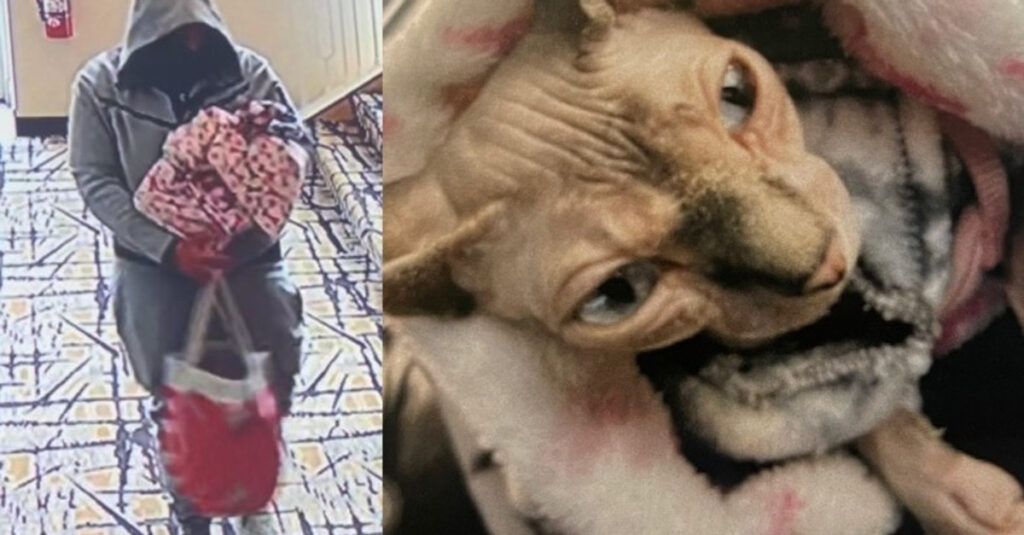 Retrouvailles émouvantes : un chat retrouvé après un cambriolage dans un hôtel!