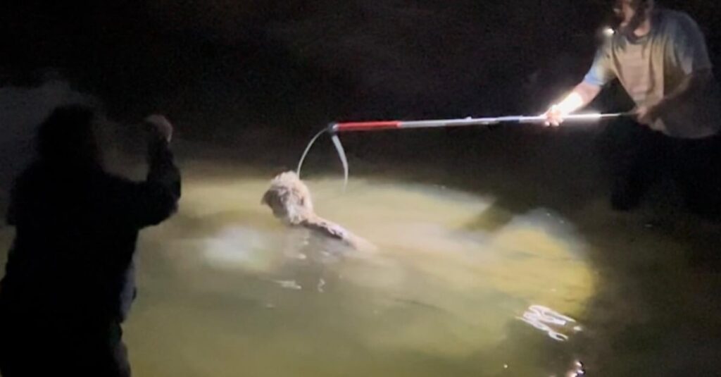 Sauvetage émouvant d’une chienne piégée dans une rivière: l’intervention bouleversante d’un couple de bénévoles