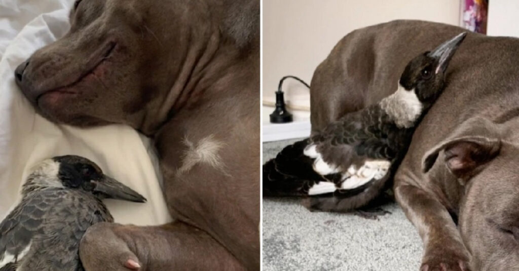 VIDEO : Cette chienne adopte une pie blessée et révèle un instinct maternel incroyable