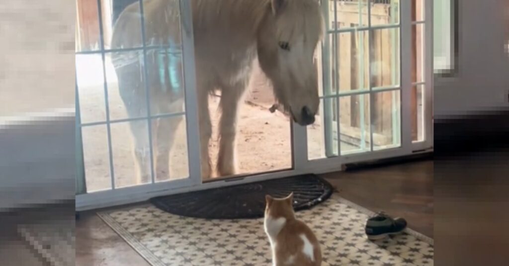 VIDEO : Quand un chat invite un cheval chez lui, la réaction de sa maîtresse va vous surprendre ! 🙀🐴🏠