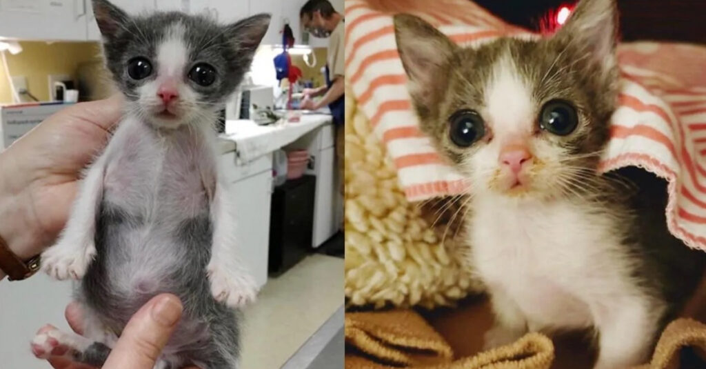 Vidéo : Regardez le surprenant combat de Tiny Tim, le chaton atteint d’une malformation affecting tous ses organes