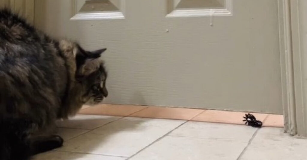 Vidéo : Un chat et sa propriétaire inventent un jeu incroyable ! 😱