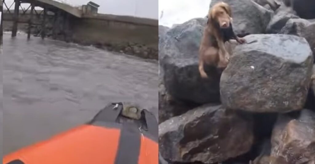 Vidéo : Un chien chute d’une digue et est sauvé par les secours dans une mer agitée !
