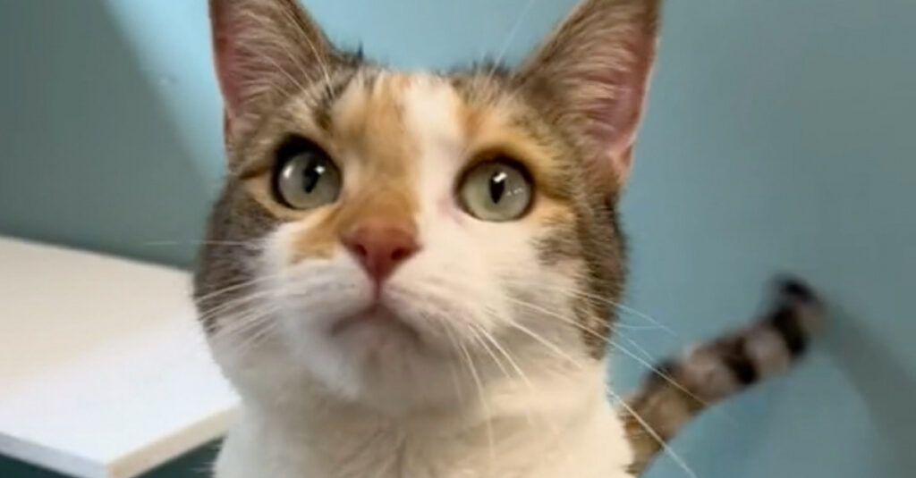 Vidéo bouleversante : PJ, une jeune chatte anxieuse de retour à la case départ pensait avoir enfin trouvé sa famille pour la vie