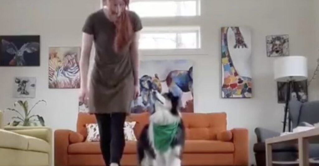 Vidéo : une chienne devient une star en dansant pour la Saint-Patrick