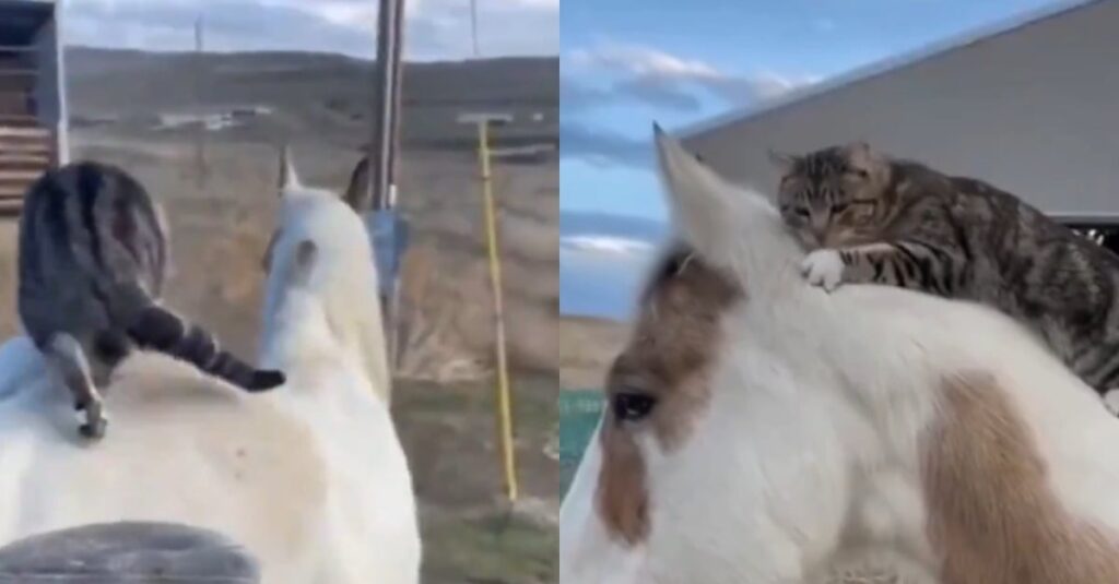 Vidéo virale : chat grimpe sur le dos d’un cheval pour une balade exceptionnelle ! 🐱🐴