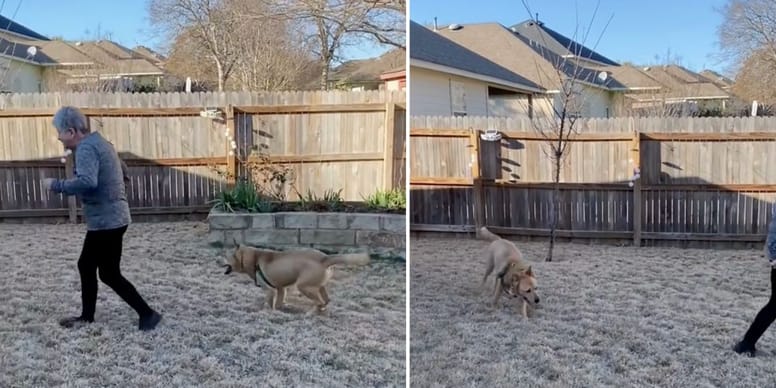 Vieux chien adopté après 700 jours : Vous ne croirez pas sa réaction en découvrant son nouveau jardin (vidéo)