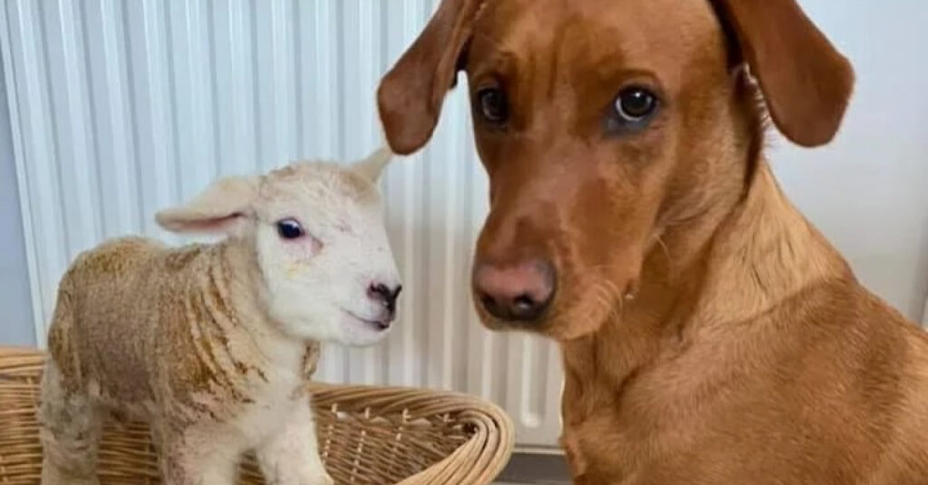 Chiens : L’incroyable instinct maternel envers un agneau abandonné !