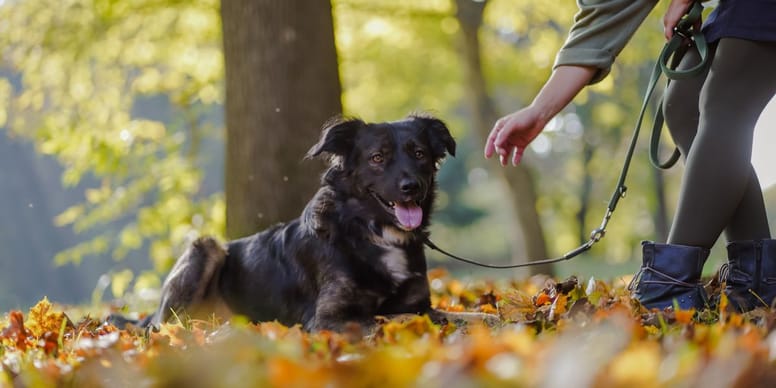 ATTENTION : Promener votre chien sans laisse en forêt peut vous ruiner au printemps !