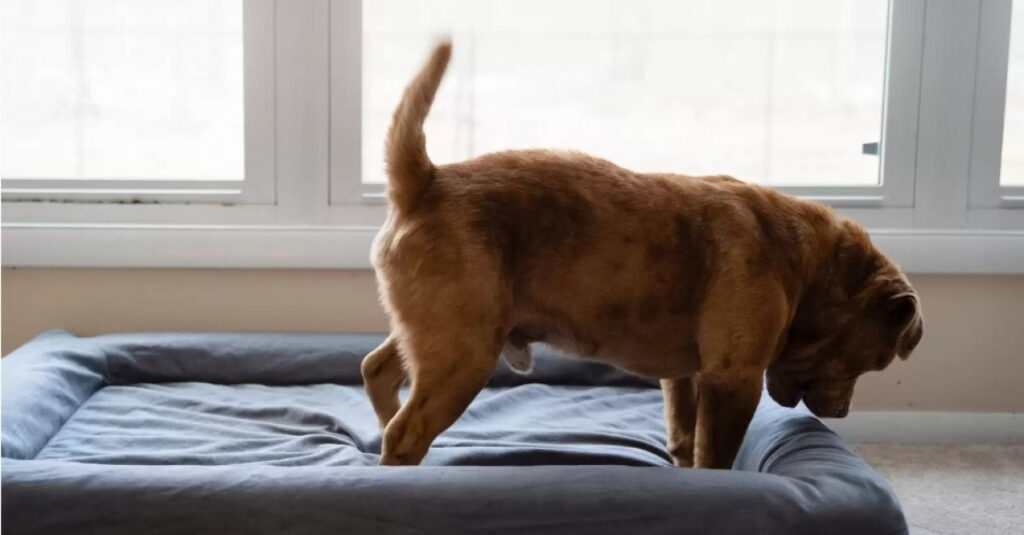 Adopté après des années de souffrance, un chien aveugle débute une nouvelle vie paisible