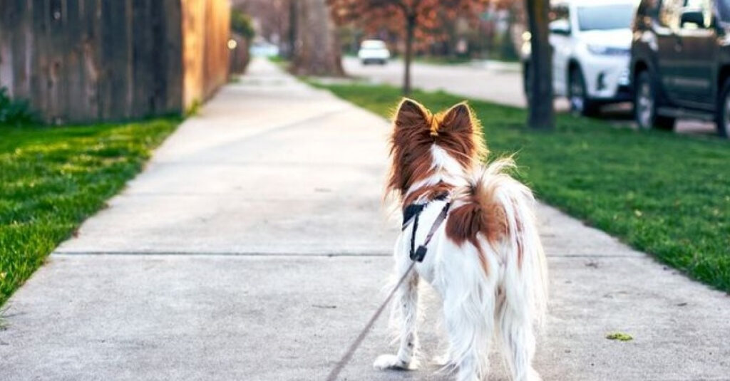 Chaleur : 7 gestes à avoir pour garder votre chien en sécurité