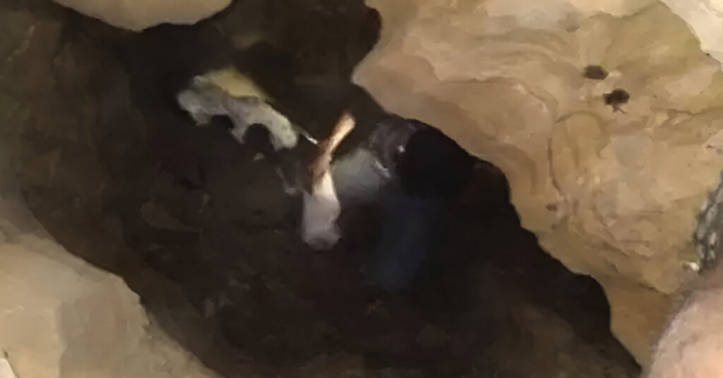 Découvrez le mystère qui entoure le chien perdu au fond de la grotte !