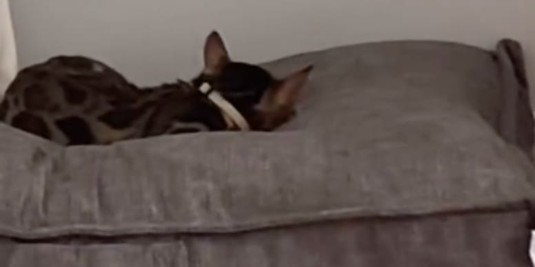 Insolite : La réaction hilarante du chien après que le chat lui vole son lit (vidéo choc)