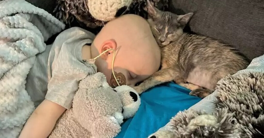Seul avec son chat, ce garçon de 8 ans lutte contre la leucémie