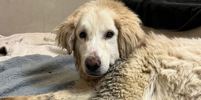 Urgent : Le refuge lance un appel pour sauver ce chien étranglé pendant 1 an !