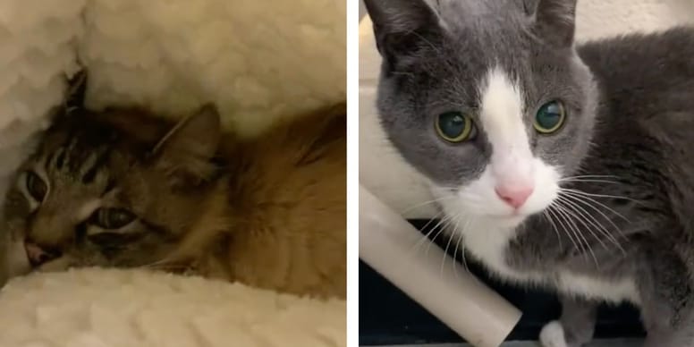 Vidéo : Abandonnés à 12 et 14 ans, ces chats ont le coeur brisé !