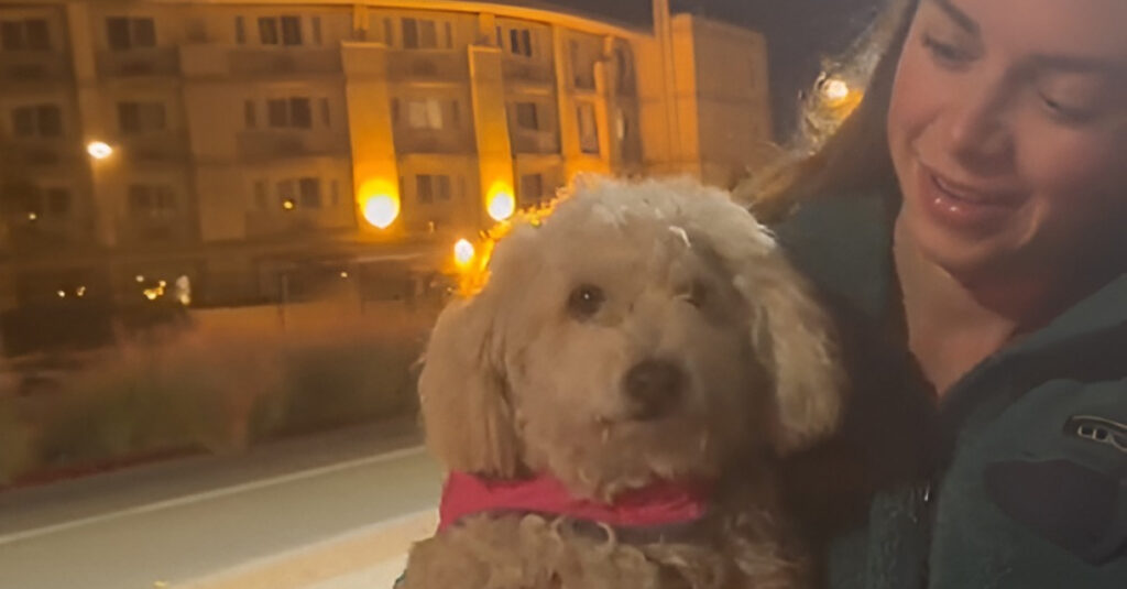 Vidéo : Ils n’ont jamais lâché pour retrouver la chienne perdue !